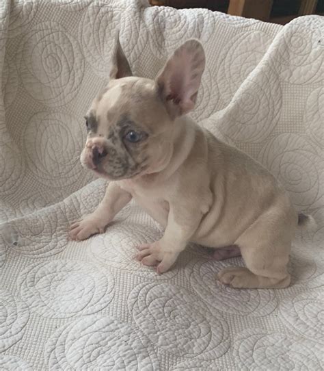 Stella is registered on mains papers with the mdba. SOLD-Oscar Lilac Merle French Bulldog Male - The French ...