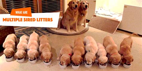 The maid announced that only 14 survived, however, roger was able to bring back the 15th. Can a Dog Have More Than One Father? And a Litter?