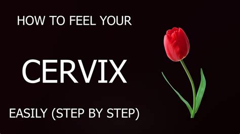 Your cervix plays a vital role during pregnancy and childbirth. cervix