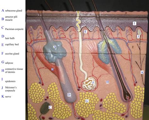 The epidermis, an outermost layer that contains the primary protective structure, the stratum corneum; Pin on Biology