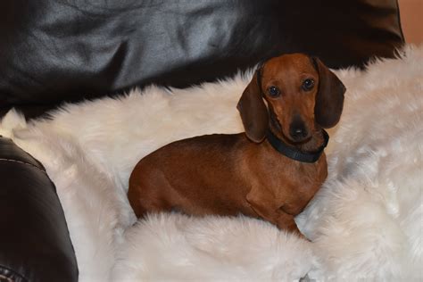 I live in vancouver, bc and i want to buy or adopt a dachshund (mini preferred) but i can't find any on the newspaper or internet. Dachshund Puppies For Sale Houston Area