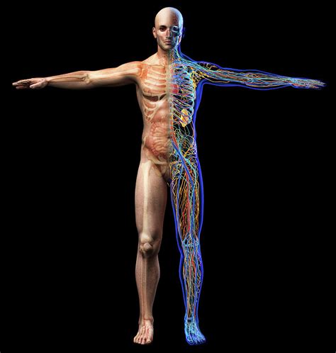 Human body, anatomical mannequin with removable. Male Skeletal, Internal Organs Diagram Photograph by ...