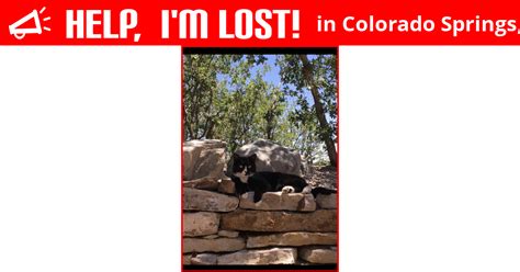 We can help you track down your lost pet. Lost Cat (Colorado Springs, Colorado) - Cooper
