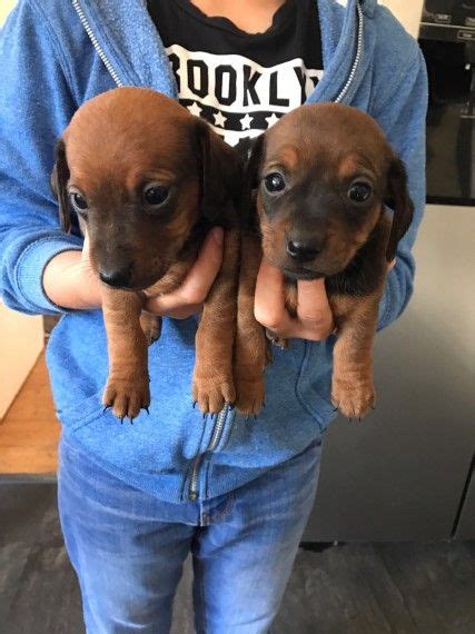 We found 98 'dachshund' adverts for you in 'dogs and puppies', in the uk and ireland. Dachshund Puppies For Sale | New Jersey 3, NJ #233640