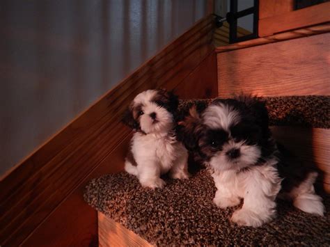 263 homes available on trulia. Shih Tzu Puppies For Sale | Jacksonville, FL #247068