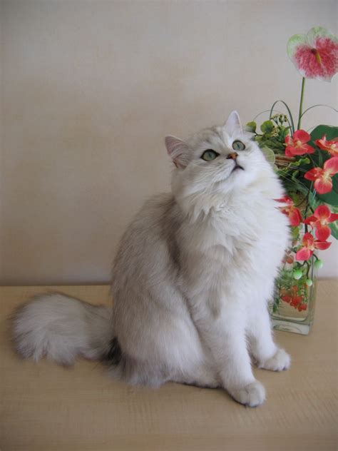 A group for all british longhair blue cats such as @serge_the_cat 🐱 ( 100k followers ). British Longhair - Wikipedia