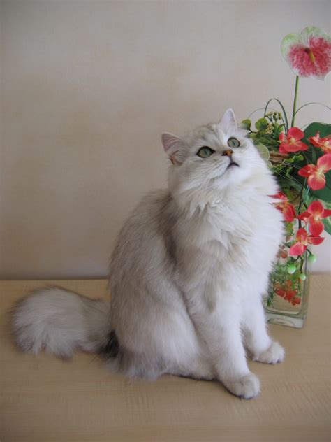 British longhair british shorthair/persian mixed cat breed information, including pictures, characteristics, and facts. British Longhair - Wikipedia