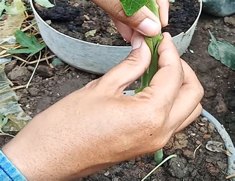 89 komentar untuk cara hemat ke bangkok thailand ala backpacker. Cara Tanam Pokok Betik Super Kerdil Supaya Berbuah Diatas ...