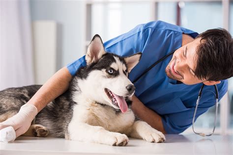 When is it an emergency, warning signs to look out for, and how to help your dog feel better. 9 Ways to Get Cheap or Free Veterinary Care for Your Pet ...