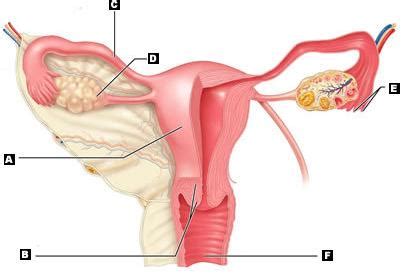 Female private part diagram : the following diagram represents the vertical sectional ...