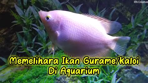 Di indonesia, gurame berasal dari pulau sumatera, kalimantan dan jawa. Cara memelihara ikan gurame padang/ikan kaloi di aquarium ...
