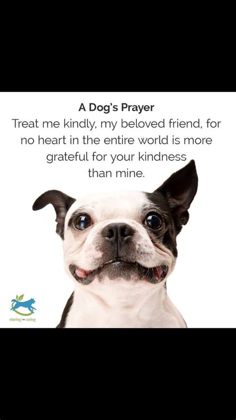 Pin by Lin on Quotes | Pets, Best pet insurance, A dogs prayer