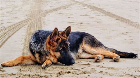 3840x2160 animal, black, brown, canine, cute, dog, dog lying down, doggy, domestic, german