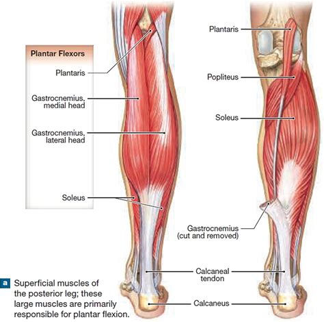 The fascicles are grouped together, surrounded by epitenon. Groin Muscle Anatomy Diagram . Groin Muscle Anatomy ...