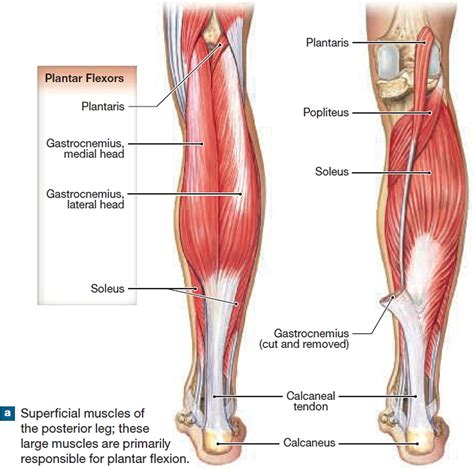 Human muscle system, the muscles of the human body that work the skeletal system, that are skeletal muscles are attached to the bones by tendons. Groin Muscle Anatomy Diagram . Groin Muscle Anatomy ...