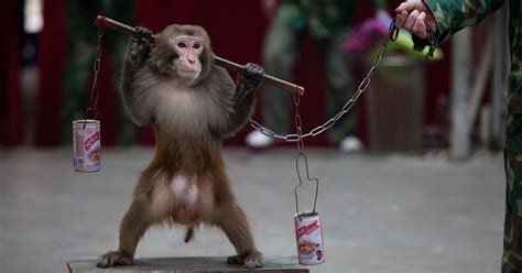 LETTER: Asia for Animals calls on Shanghai Circus World to ...