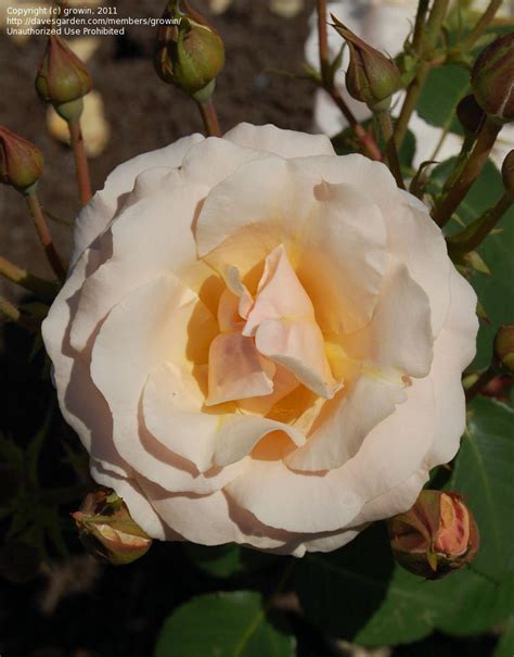 Beginners guide to rose varieties. PlantFiles Pictures: Floribunda Rose 'Pretty Lady' (Rosa ...