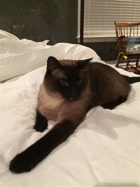 Maybe you would like to learn more about one of these? Prince, our Siamese Giant... | Siamese cats, Siamese, Cats