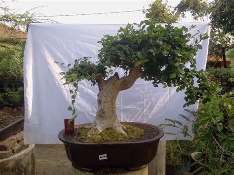 Bonsai sakura merupakan salah satu jenis bonsai terbaik yang digemari masyarakat. Aneka Macam Jenis Bonsai Beserta Harganya | Bibit Online