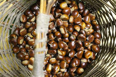 Qu ils perdent, font match nul ou gagne ! Castagne e marroni: differenze, varietà, ricette e i ...