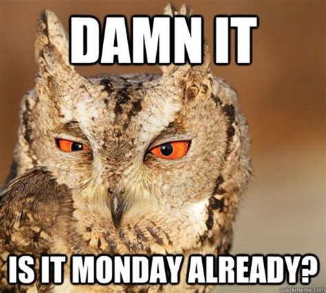 Erkeklerin, kadınların memelerini çekici bulmasının da nedeni. 28 Memes Of Owls Behaving Like Hoomans | Funny owl ...