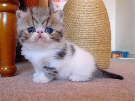 Find great deals on ebay for british shorthair cats. British Shorthair Price