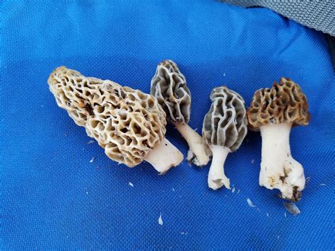 First Morels of the year! (WV) : mycology