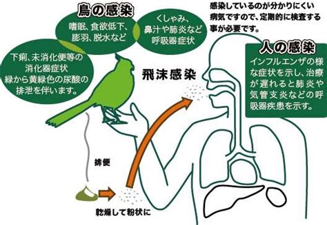 オウム病（psittacosis、parrot fever）とは、クラミジアの一種である、オウム病クラミジア（chlamydophila psittaci あるいはchlamydophilia abortus）の感染によって生ずる人獣共通感染症。 オウム病、新たに1人の妊婦死亡を確認 | ガールズちゃんねる ...