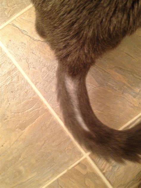 The tail is part of the spine, you could even kill a cat pulling its tail. Help me /cats! My kitty is pulling her hair out of her ...