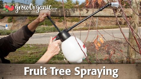 Maybe you would like to learn more about one of these? Fruit Tree Spraying For Dormant Trees - YouTube | Fruit ...