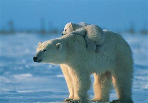 Une photo d'ours polaire famélique, symbole du combat écologique, a fait le tour du monde. Ours polaires