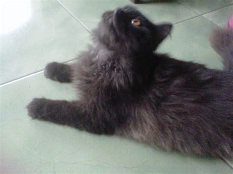 Kucing himalaya , atau kucing parsi titik warna seperti yang kerap dirujuk di eropah) ialah satu baka atau satu subbaka kucing kucing himalaya bermuka peke titik ungu lembut. †Welcome To My Blog†: Jual Kucing Persia MURAH