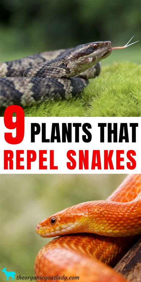 Prevent skunks by cohabiting with you by using skunk repellents. Pin on Gardening Tips