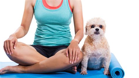 Walk and use the bathroom. Funny Dog Workout With Owner | Dog exercise, Funny dogs ...