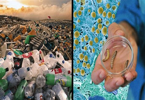 Enzymes may be the solution to our plastic problem ...