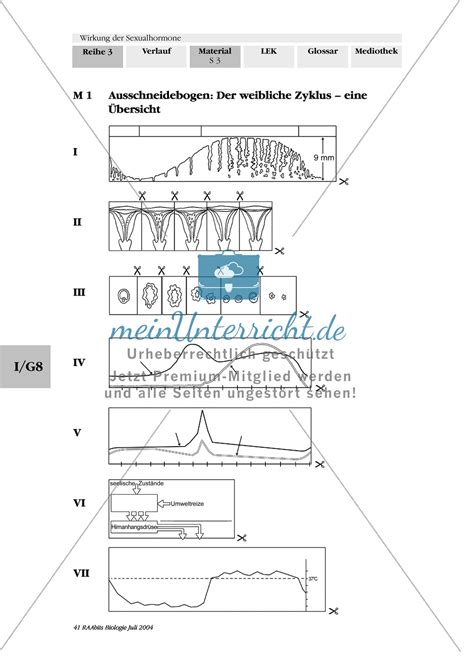 Als pdf/word mit lösung mehr erfahren. Wirkung der Sexualhormone: Progesteron + Antibabypille + männliche Hormone - meinUnterricht