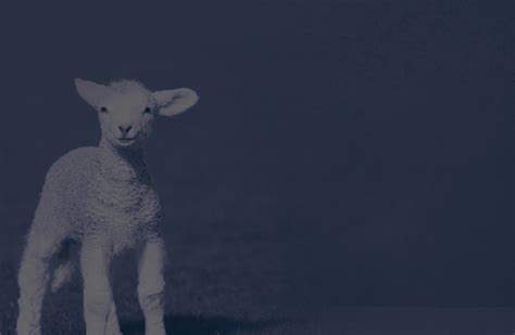 Click any of the tags below to browse for similar wallpapers and stock photos: Lamb of God Background (47+ images)