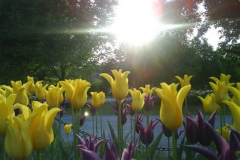 Early spring flowers in georgia. Groundhog Predicts Early Spring | Georgia Public Broadcasting