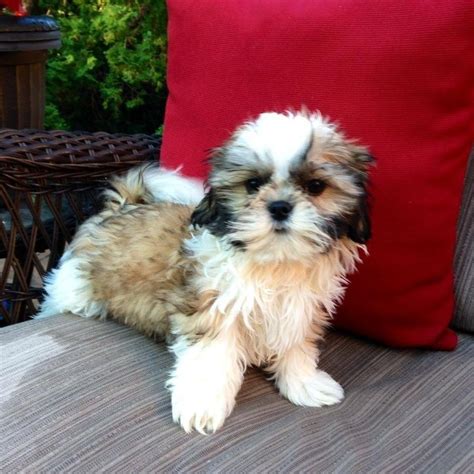 Catalog > shih tzu puppies > imperial shih tzu puppies. Vaccinated Shih Tzu Puppies FOR SALE ADOPTION from ...