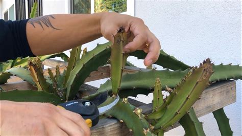 Avoid powdery mildew by providing good air circulation for the plants by good spacing and pruning. How to Prune New Young Growth Off Dragon Fruit - YouTube