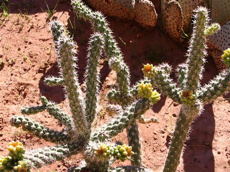 Des milliers de nouvelles images de grande qualité ajoutées chaque jour. Valley of Fire - Cactus | I'm really gaining an ...