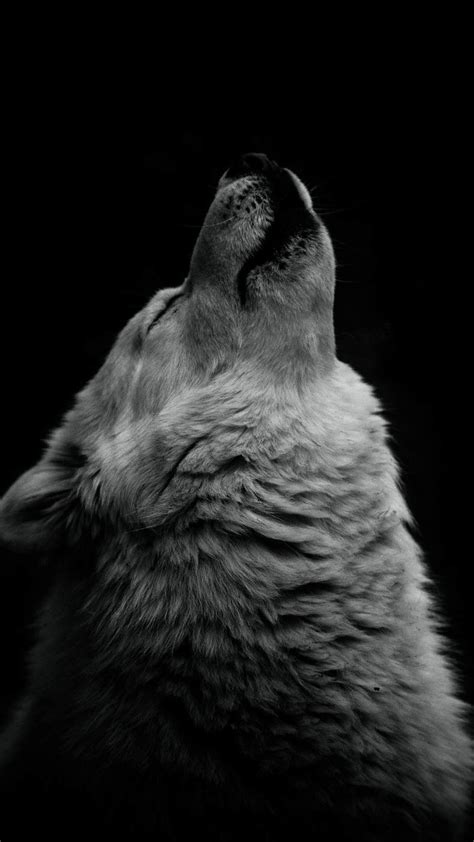 Find the best wolf wallpaper on wallpapertag. Iphone Twilight Jacob Wolf Wallpaper