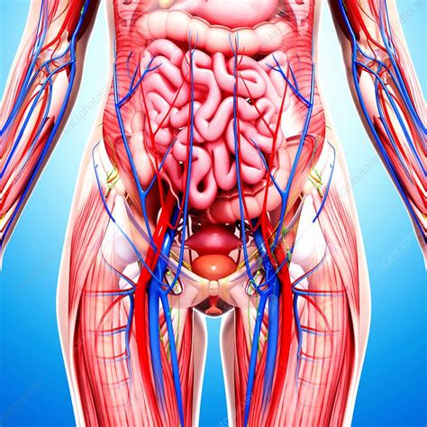 The coeliac trunk is the second branch of the abdominal aorta (the first branches are the paired inferior phrenic arteries). Female anatomy, artwork - Stock Image - F007/1319 ...