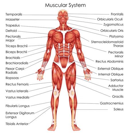 There is but one temple in the universe younger. Muskeln - Gesundheits-Ratgeber & Lexikon | Gesundpedia.de