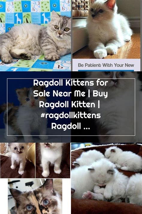 Himalayans or himmies are compliant but perceptive. Ragdoll Kittens for Sale Near Me | Buy Ragdoll Kitten | # ...