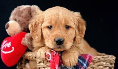 The cost to buy a golden retriever varies greatly and depends on many factors such as the breeders' location, reputation, litter size, lineage of the puppy, breed popularity (supply and demand), training, socialization efforts, breed lines and much. See Gorgeous, quality AKC Golden Retriever puppies Text me ...