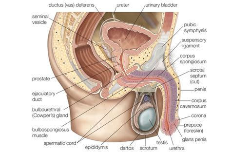 The growth and activity of these parts are regulated. Male and Female Reproductive System Organs