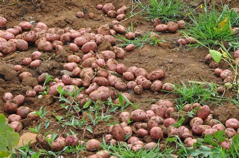 Heat oil to 150℃ around. Sweet potato (Ipomoea batatas), tubers in field | Feedipedia