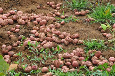 Ubi hias ipomoea batatas yellow. Sweet potato (Ipomoea batatas) tubers | Feedipedia