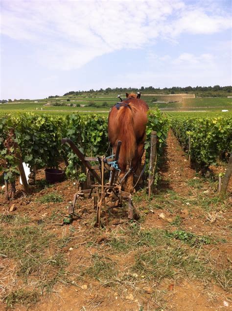 She also has 12 sheep, 3 pigs, 10 turkeys, 2 geese, 5 dogs, 7 this is the owner that will sleep on a park bench, eat out of the dumpster and bathe in a mcdonald's bathroom so her horse doesn't have to go without. A horse in a vineyard waiting for the owner. | Vineyard ...